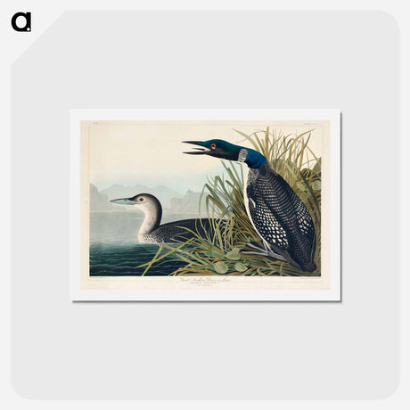 アートポストカード-Great Northern Diver or Loon
 - ジョン ジェームス オーデュボン Postcard.