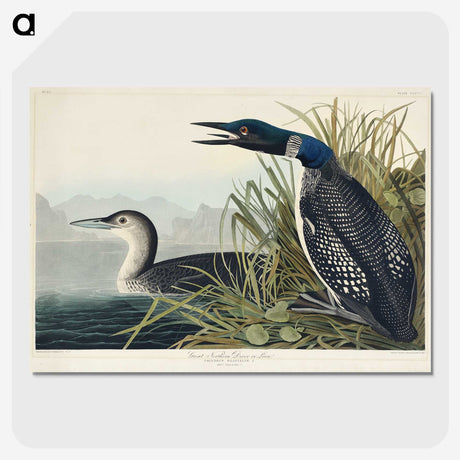 1-52_John-James-Audubon_picture-crop