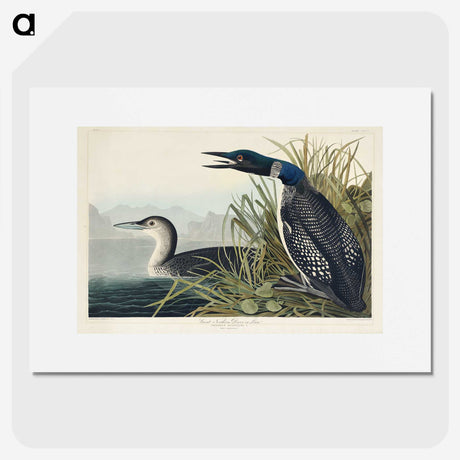 1-52_John-James-Audubon_picture