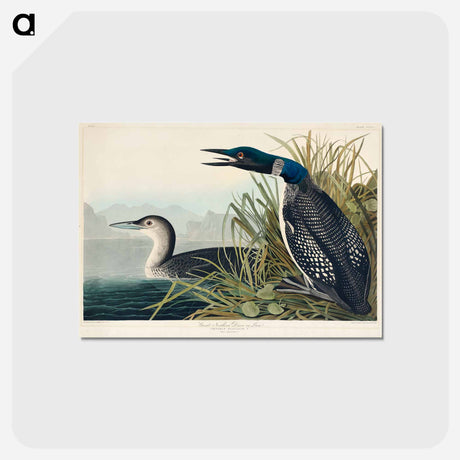 アートポストカード-Great Northern Diver or Loon
 - ジョン ジェームス オーデュボン Postcard.