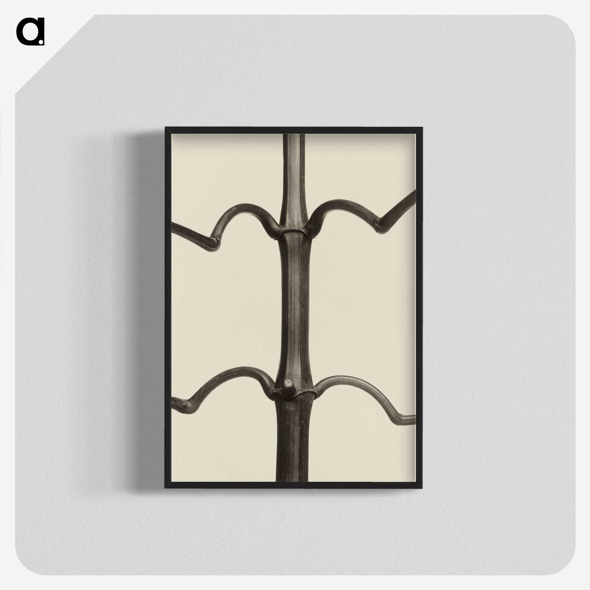 1-52_Karl-Blossfeldt_blk-crop