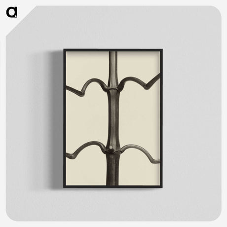 1-52_Karl-Blossfeldt_blk-crop
