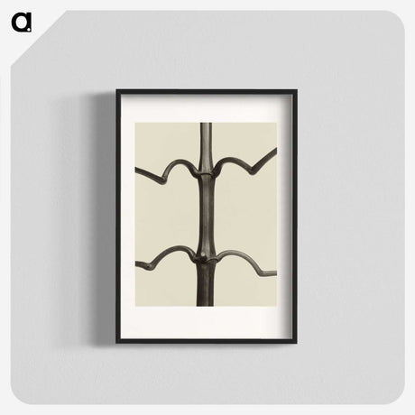 1-52_Karl-Blossfeldt_blk