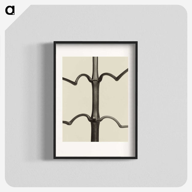 1-52_Karl-Blossfeldt_blk