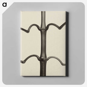 1-52_Karl-Blossfeldt_canvas