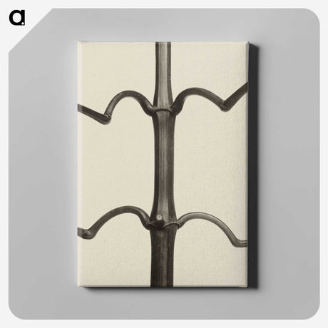 1-52_Karl-Blossfeldt_canvas