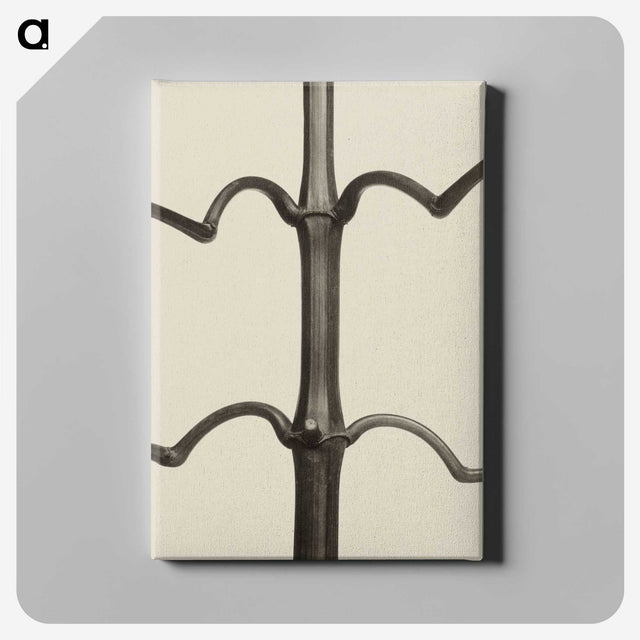 1-52_Karl-Blossfeldt_canvas