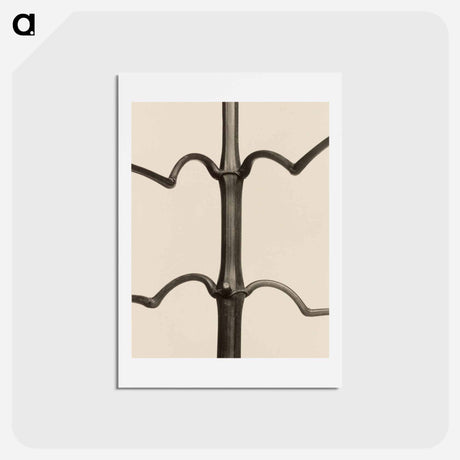 アートポストカード-Impatiens glandulifera - カール ブロスフェルト Postcard.