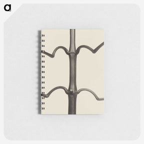 1-52_Karl-Blossfeldt_memo