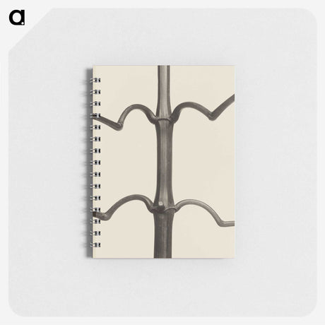 1-52_Karl-Blossfeldt_memo
