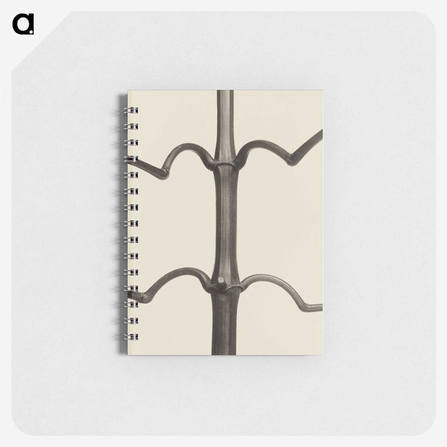 1-52_Karl-Blossfeldt_memo