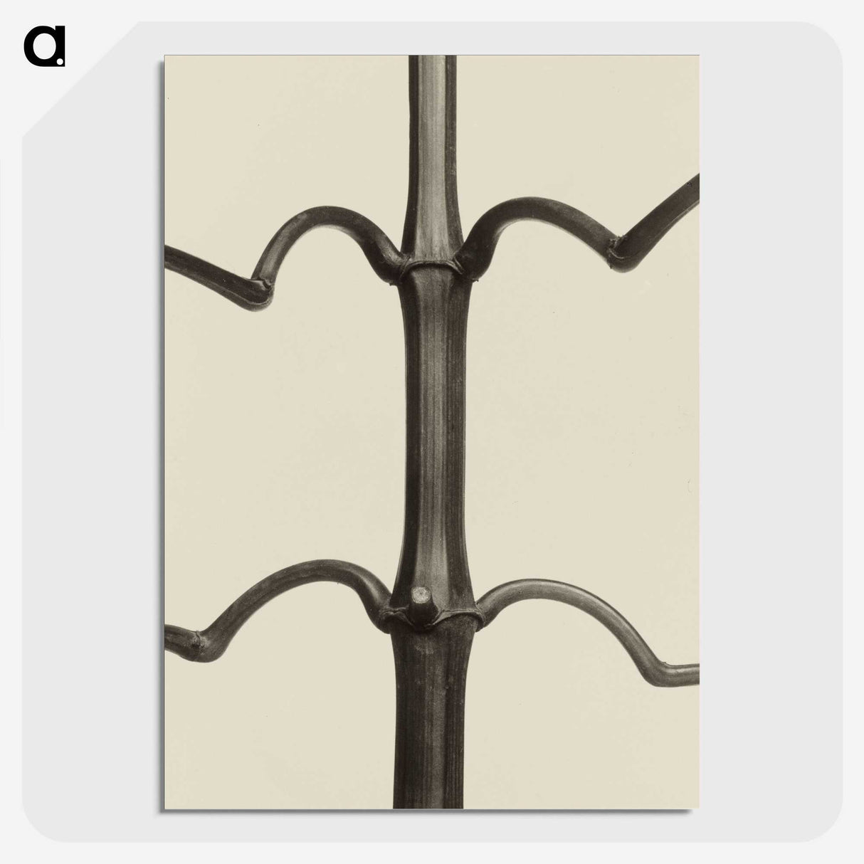 1-52_Karl-Blossfeldt_picture-crop