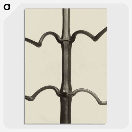 1-52_Karl-Blossfeldt_picture-crop