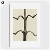 1-52_Karl-Blossfeldt_picture