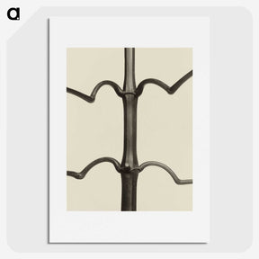 1-52_Karl-Blossfeldt_picture