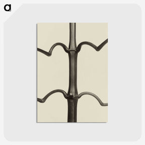 1-52_Karl-Blossfeldt_postcard