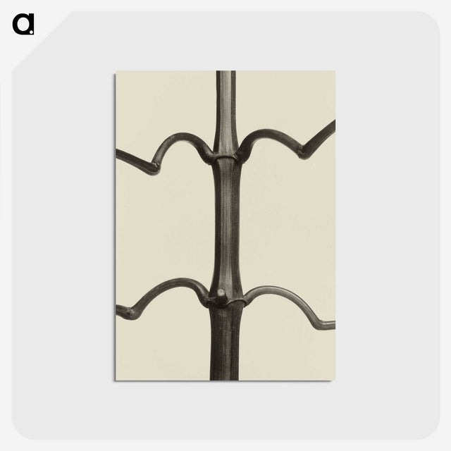 1-52_Karl-Blossfeldt_postcard