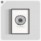 1-52_Les-Palmiers-Histoire-Iconographique_blk