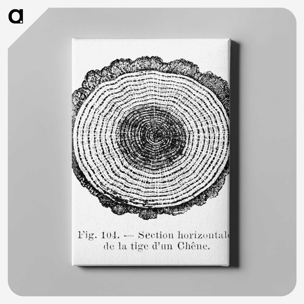 1-52_Les-Palmiers-Histoire-Iconographique_canvas