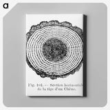 1-52_Les-Palmiers-Histoire-Iconographique_canvas