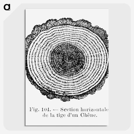 1-52_Les-Palmiers-Histoire-Iconographique_picture-crop