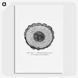 1-52_Les-Palmiers-Histoire-Iconographique_picture