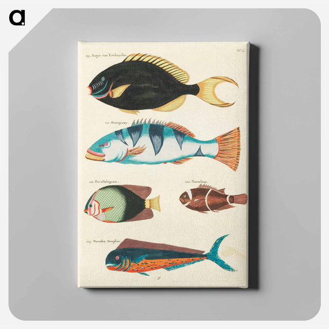 アートパネル-Moluccan Fishes
 - ルイ ルナール Canvas.