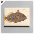 アートパネル-A Fish
 - ルイージ バルガーニ Canvas.