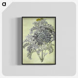 1-52_Maria-Sibylla-Merian_blk-crop