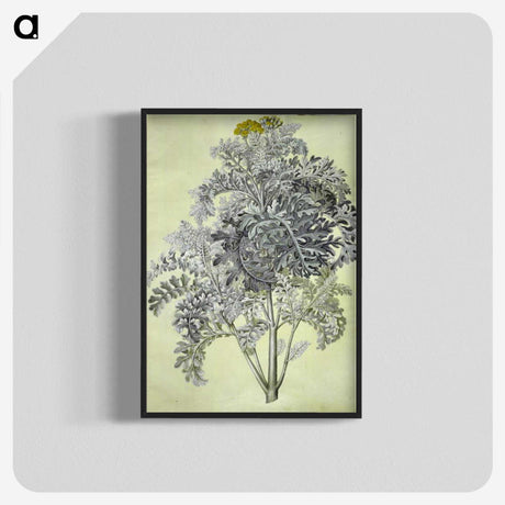 1-52_Maria-Sibylla-Merian_blk-crop