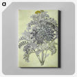 1-52_Maria-Sibylla-Merian_canvas