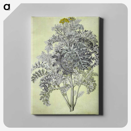 1-52_Maria-Sibylla-Merian_canvas