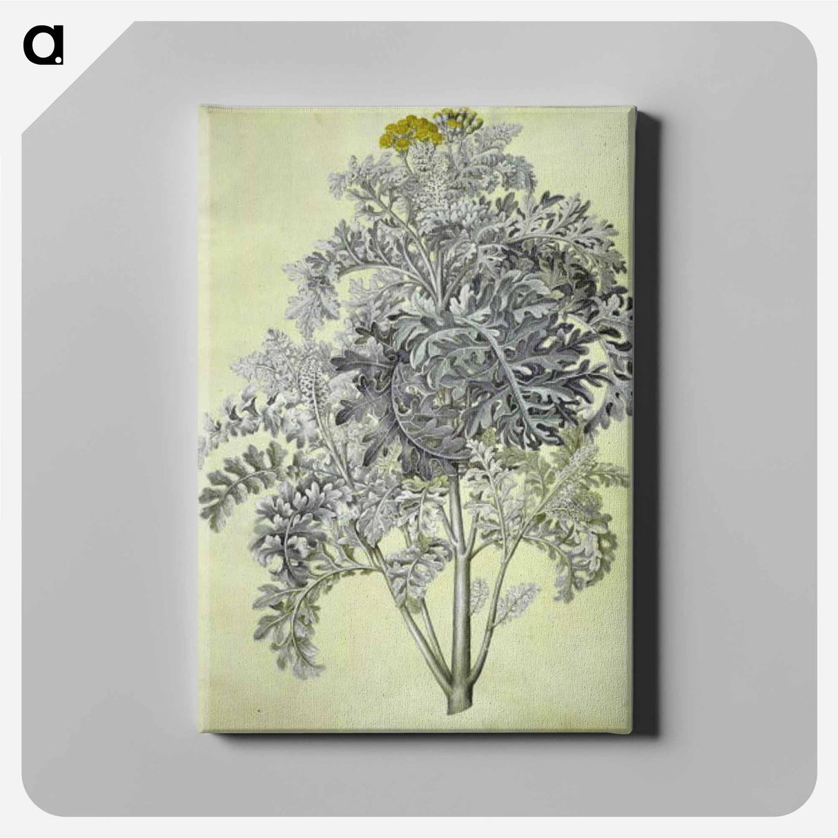 アートパネル-Jacobaea maritima
 - マリア ジビーラ メーリアン Canvas.