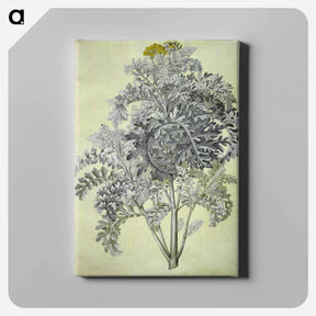 アートパネル-Jacobaea maritima
 - マリア ジビーラ メーリアン Canvas.