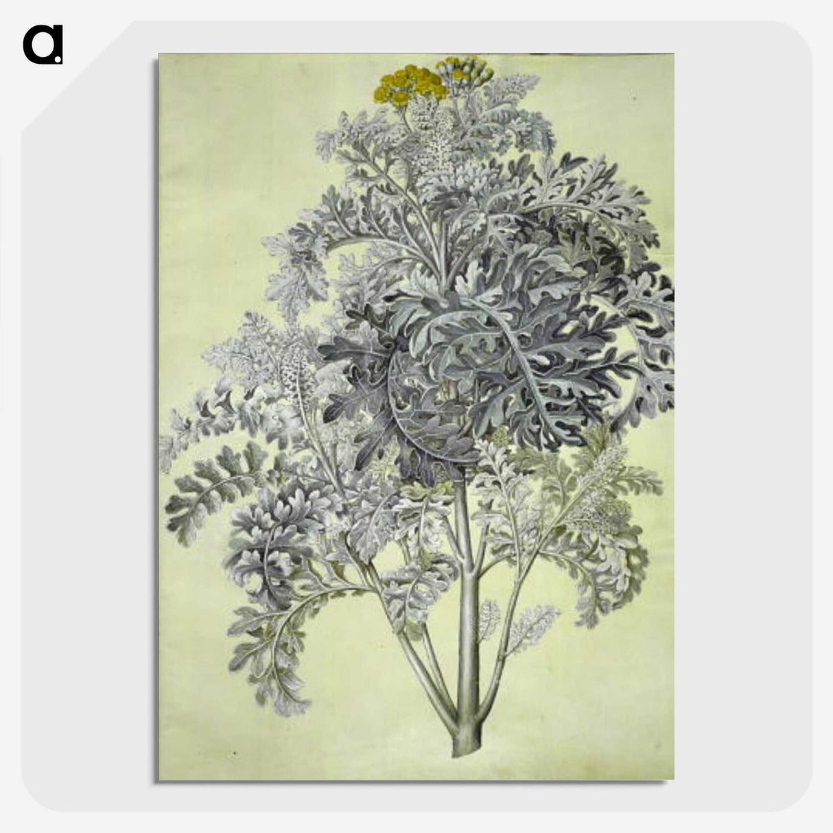 1-52_Maria-Sibylla-Merian_picture-crop