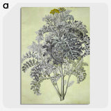 1-52_Maria-Sibylla-Merian_picture-crop