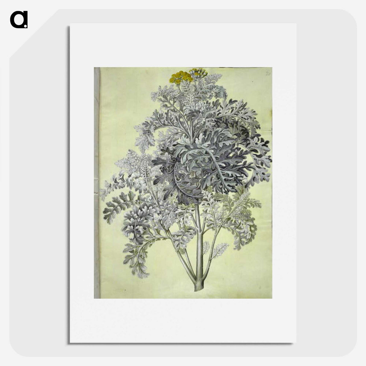 1-52_Maria-Sibylla-Merian_picture