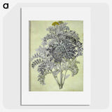 1-52_Maria-Sibylla-Merian_picture