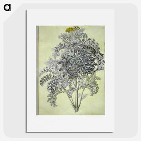 1-52_Maria-Sibylla-Merian_picture