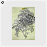 アートポストカード-Jacobaea maritima
 - マリア ジビーラ メーリアン Postcard.