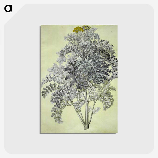 1-52_Maria-Sibylla-Merian_postcard