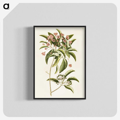 1-52_Mark-Catesby_blk-crop