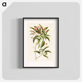 アートポスター-Mountain Laurel
 - マーク ケイツビー Poster.