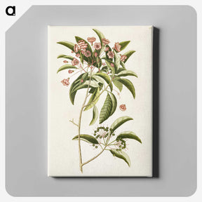 1-52_Mark-Catesby_canvas