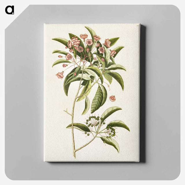 1-52_Mark-Catesby_canvas