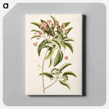 アートパネル-Mountain Laurel
 - マーク ケイツビー Canvas.