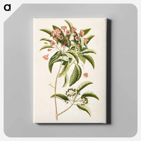 アートパネル-Mountain Laurel
 - マーク ケイツビー Canvas.