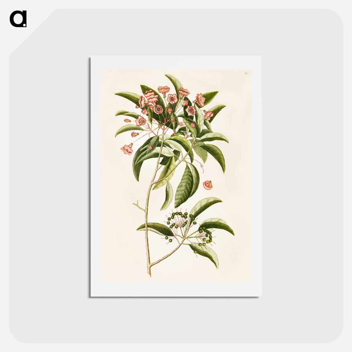 アートポストカード-Mountain Laurel
 - マーク ケイツビー Postcard.