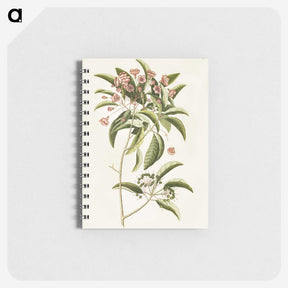 1-52_Mark-Catesby_memo