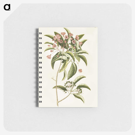1-52_Mark-Catesby_memo